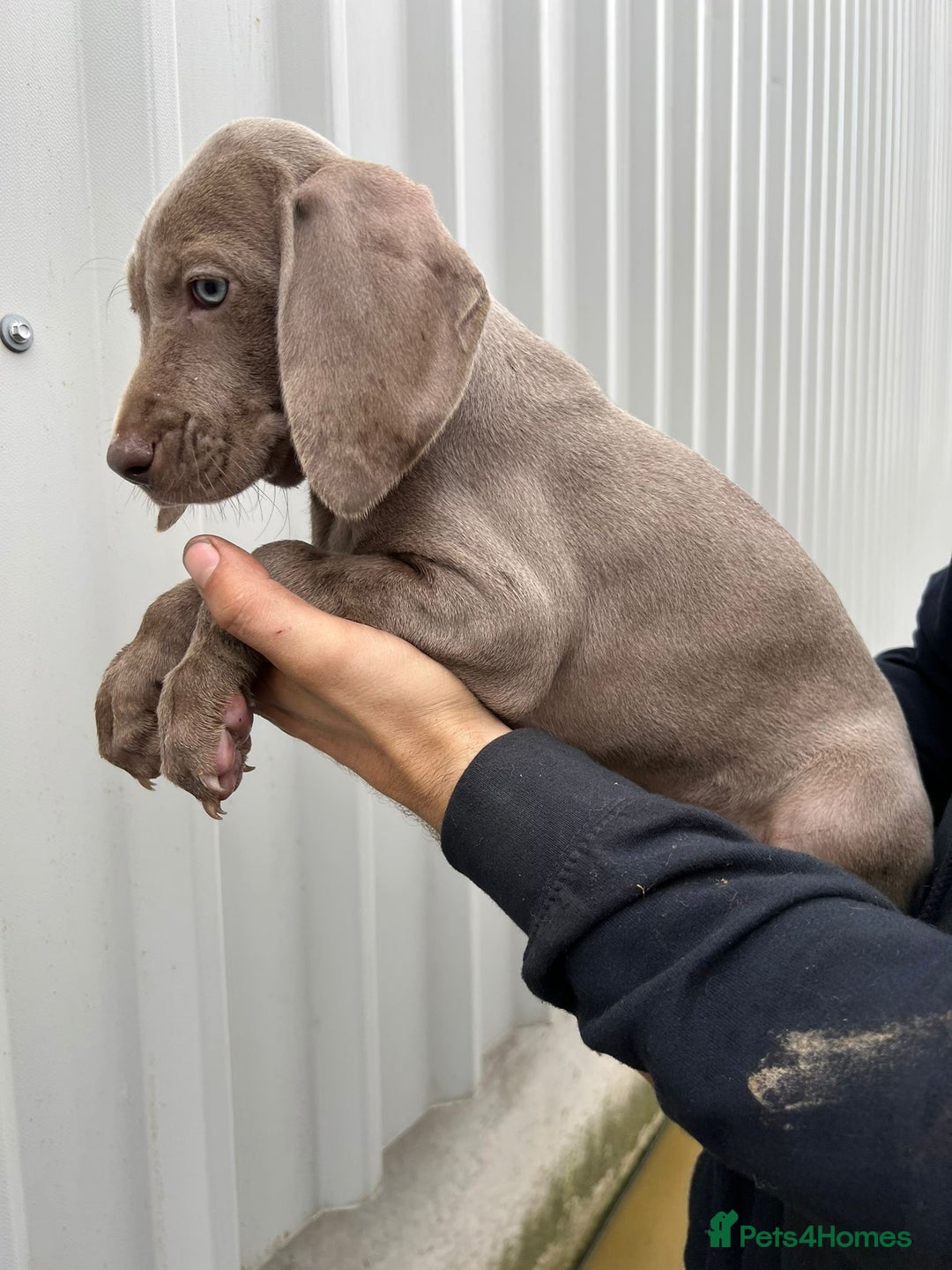 Weimaraner dogs for sale: Stunning Weimaraner pups (KC Registered pedigree)  - Image 20
