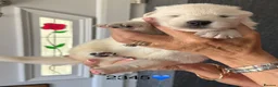 White Swiss Shepherd dogs for sale: Absolutely gorgeous  - Advert 4