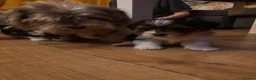 Biewer Terrier dogs for sale: 5 beautiful puppies  - Advert 6