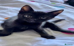 Mixed Breed cats for sale: Kittens looking for homes  - Image 4