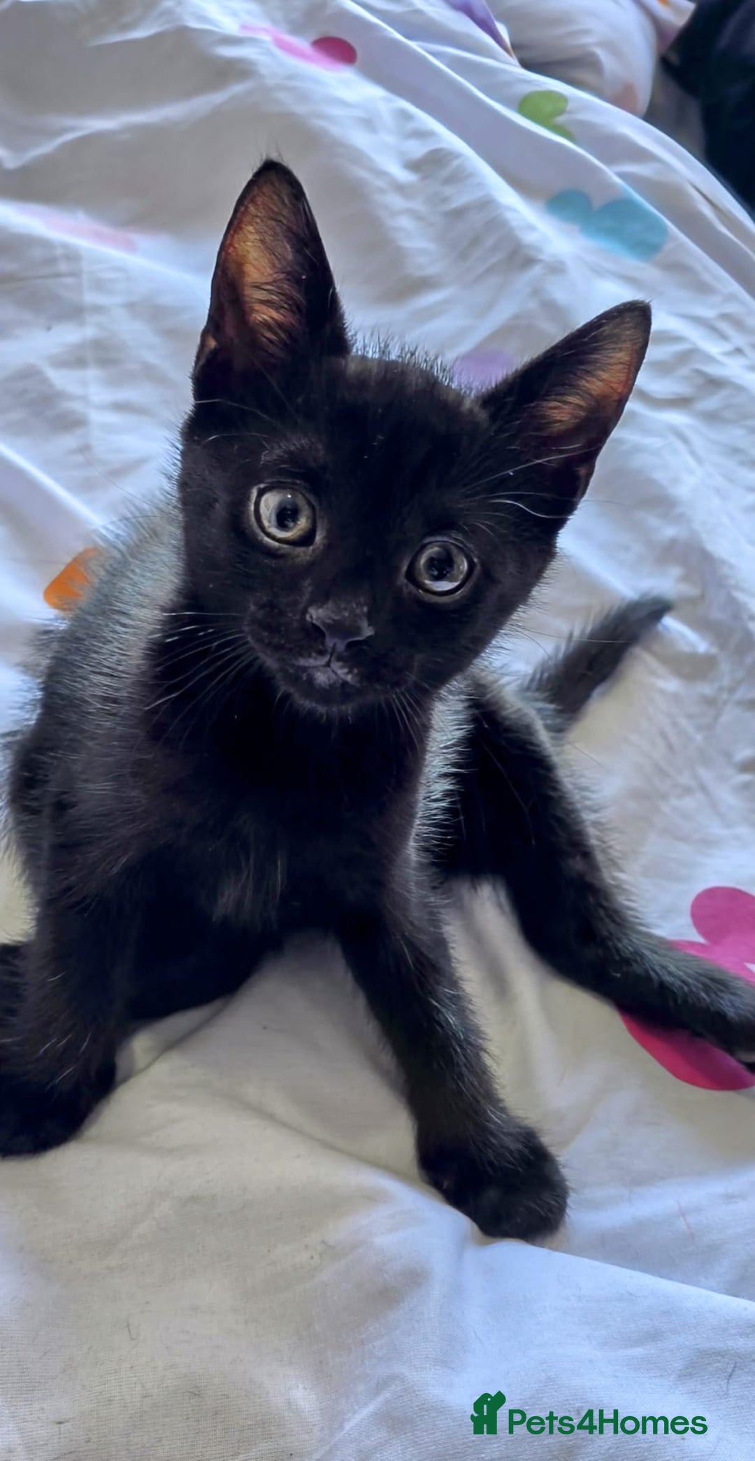 Mixed Breed cats for sale: Kittens looking for homes  - Image 4