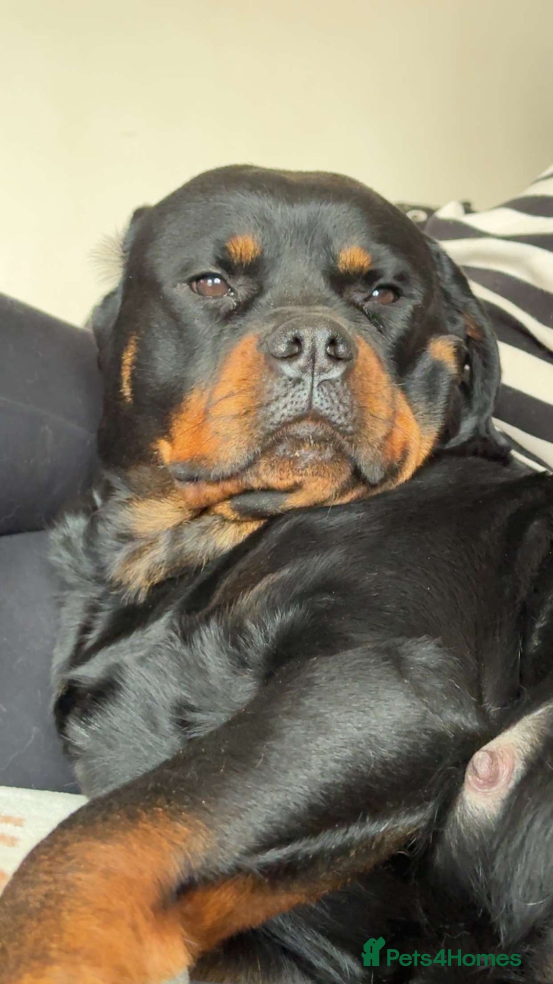 Mixed Breed dogs for sale: Labrador X - Ready early August! - Image 19