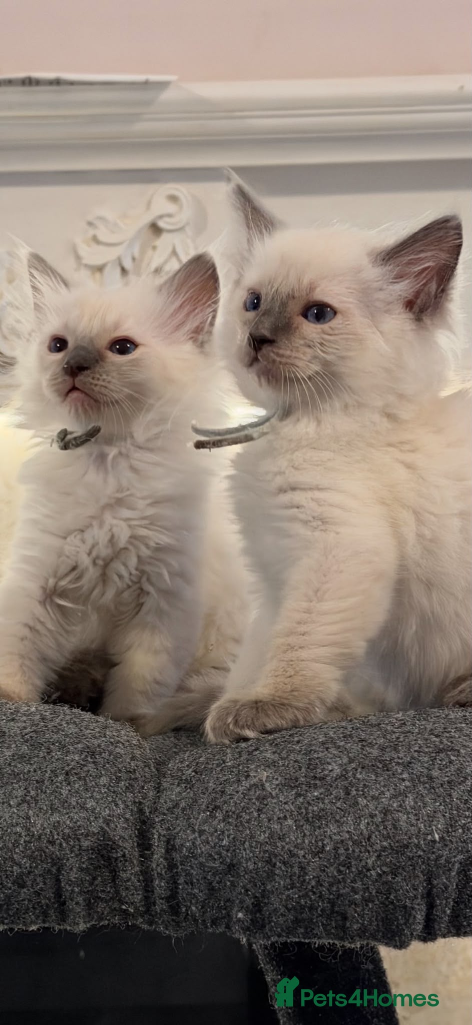 Ragdoll cats *** Only 3 male Blue Point Ragdoll Kittens Left*** - Advert 3