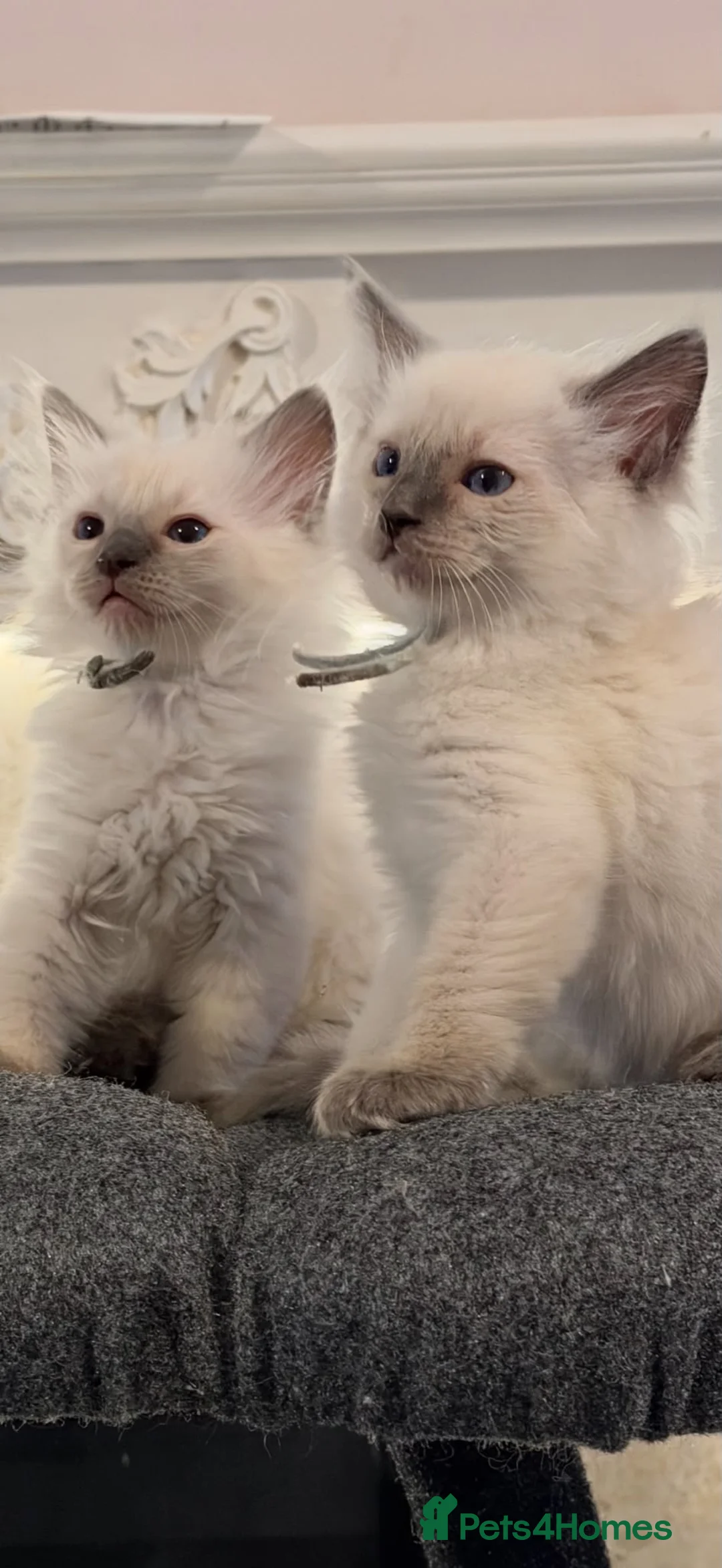 Ragdoll cats for sale: *** 3 Male 1 Female Blue Point Ragdoll Kittens *** - Advert 1