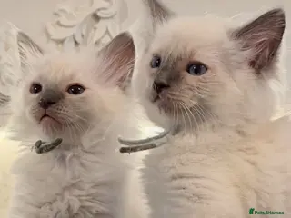 Ragdoll cats *** Only 3 male Blue Point Ragdoll Kittens Left*** - Advert 3