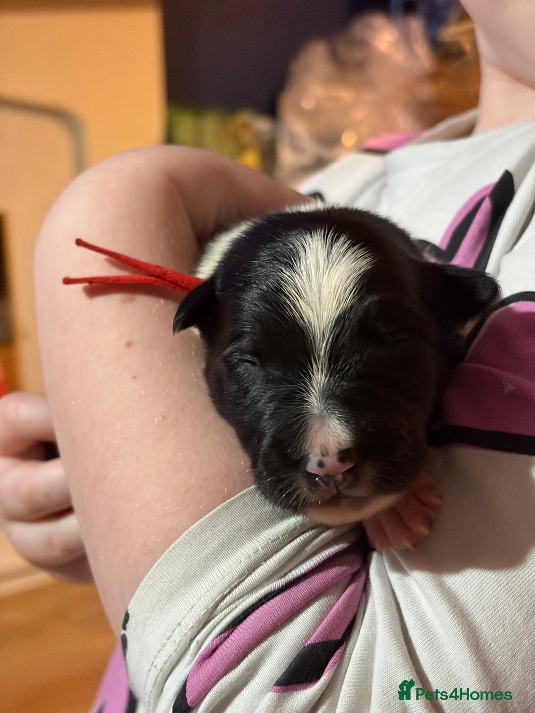 Border Collie dogs for sale: Family Raised Border Collie Pups  - Advert 4