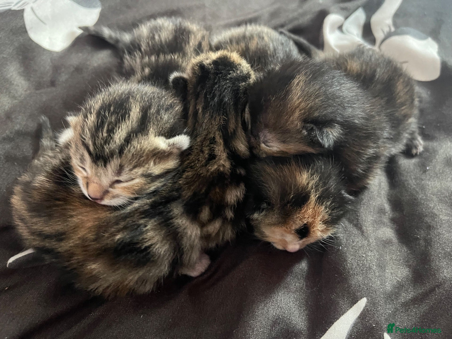 Mixed Breed cats 4 kittens  - Advert 6