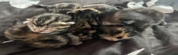 Mixed Breed cats for sale: 4 kittens  - Advert 1
