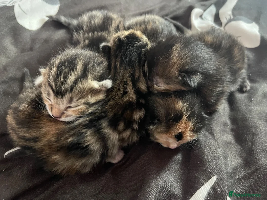 Mixed Breed cats for sale: 4 kittens  - Advert 1