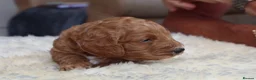 Cockapoo dogs for sale: ELITE COCKAPOOS HAVE 2 F1 COCKAPOO PUPS AVAILABLE - Advert 18