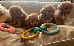 Cockapoo dogs for sale: F1 cockapoo puppies- Health test clear  - Image 19