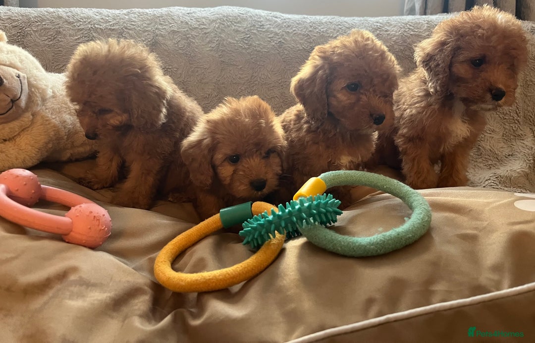 Cockapoo dogs for sale: F1 cockapoo puppies- Health test clear  - Image 19