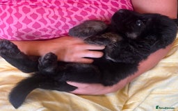 German Shepherd dogs for sale: Stunning Pedigree German Shepherd Puppies - Image 15