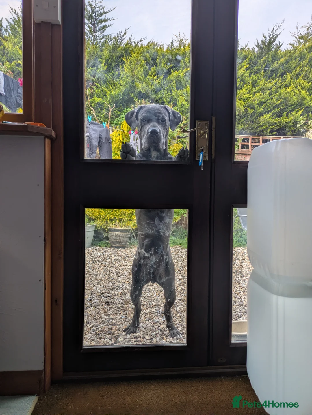 Mixed Breed dogs for sale: 8 months old cane corso x great dane  - Advert 2