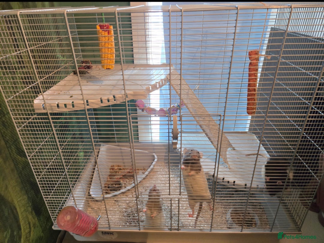 Rat rodents for sale: 5 female rats with cage - free to a good home - Advert 5