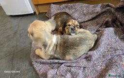 Mixed Breed dogs for sale: froodle french bulldog x poodle - Image 3