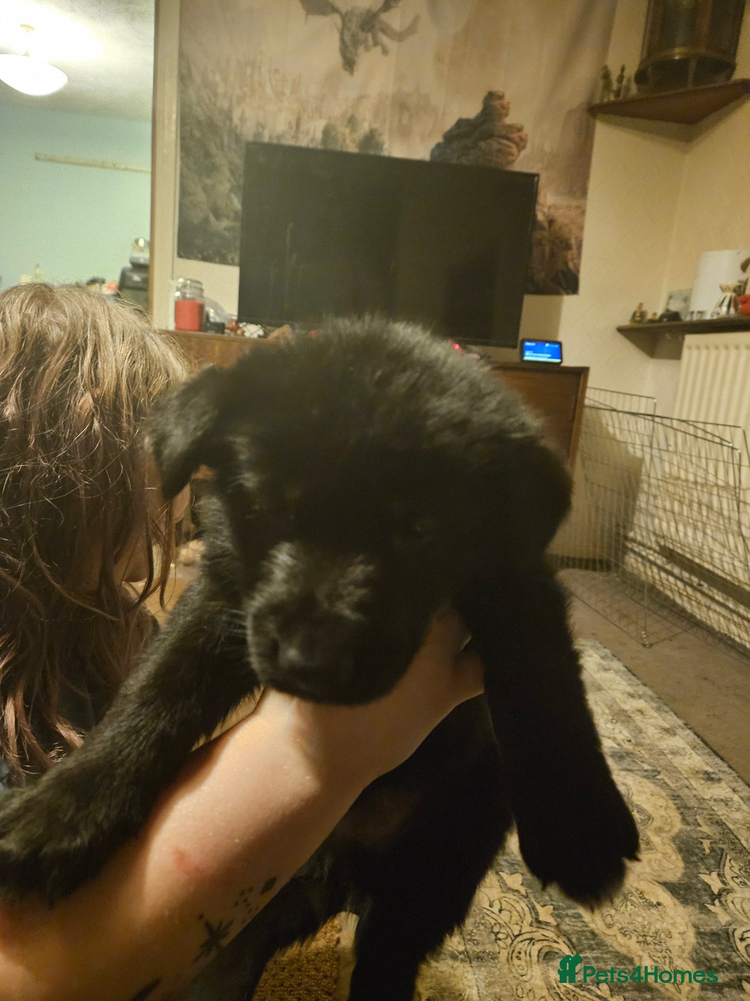 German Shepherd dogs for sale: German Shepards mainly black  - Image 4