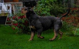 Olde English Bulldogge dogs for sale: Olde English Bulldog puppies (Reduced) - Image 18