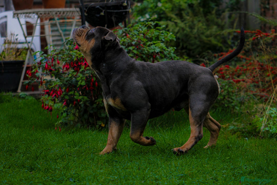 Olde English Bulldogge dogs for sale: Olde English Bulldog puppies (Reduced) - Image 18