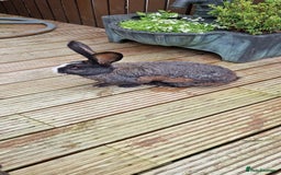 Continental Giant rabbits for sale: Giant Continental Cross - Image 5
