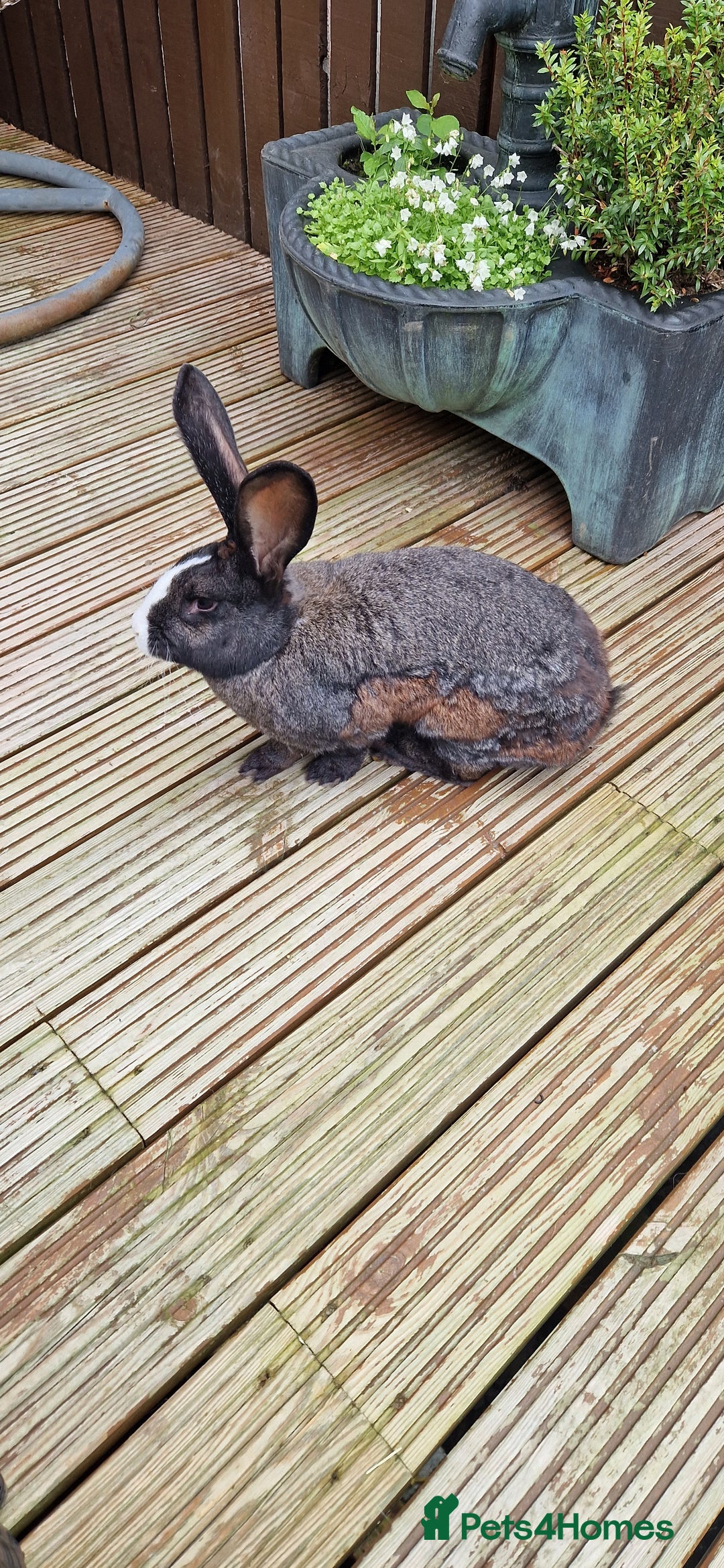 Continental Giant rabbits for sale: Giant Continental Cross - Image 5
