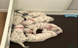 Dalmatian dogs for sale: 🐶 Stunning Dalmatian Puppies Ready 28th August 🐶 - Image 35