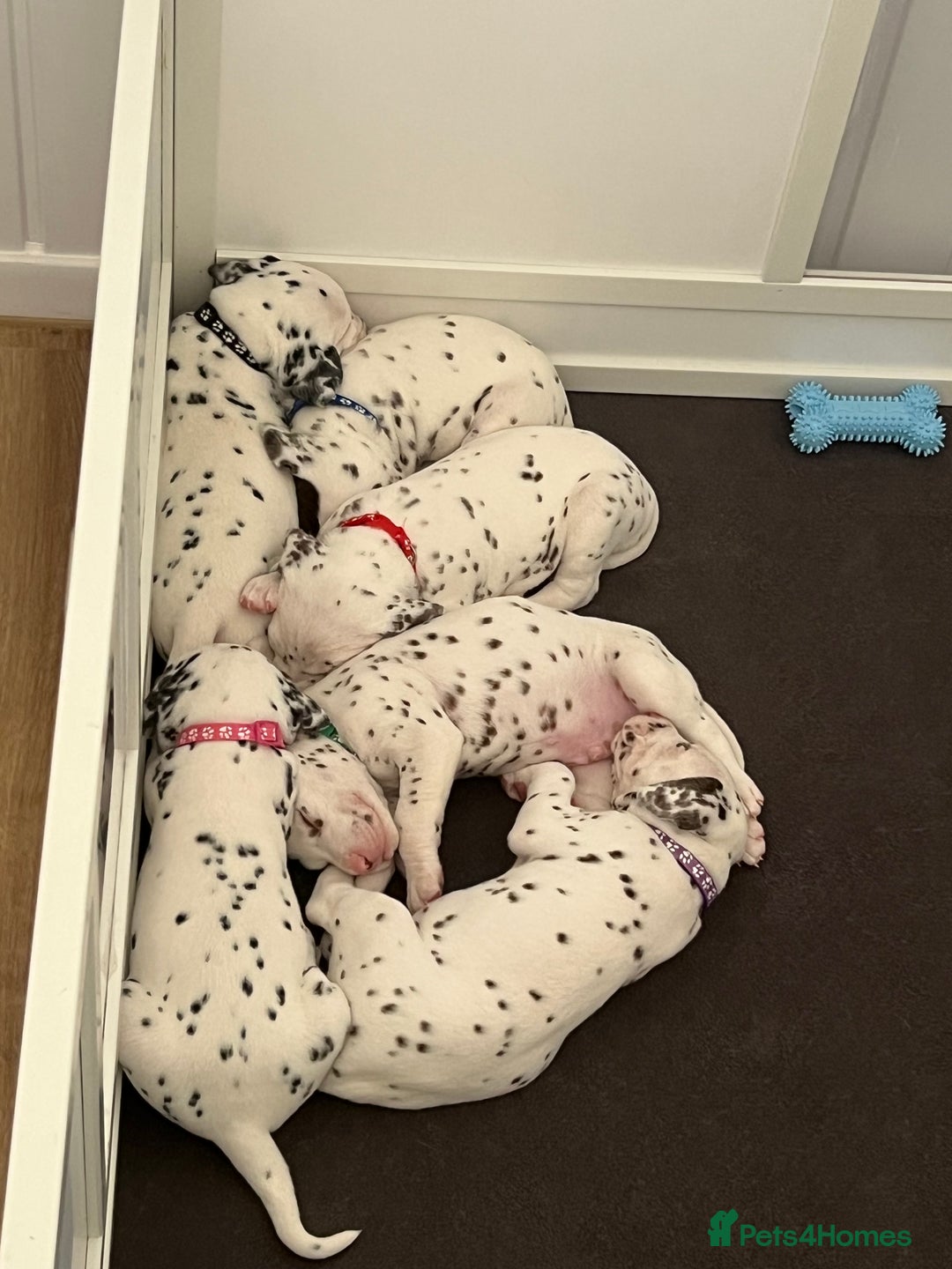 Dalmatian dogs for sale: 🐶 Stunning Dalmatian Puppies Ready 28th August 🐶 - Image 35