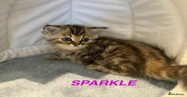 Persian cats - Advert 3