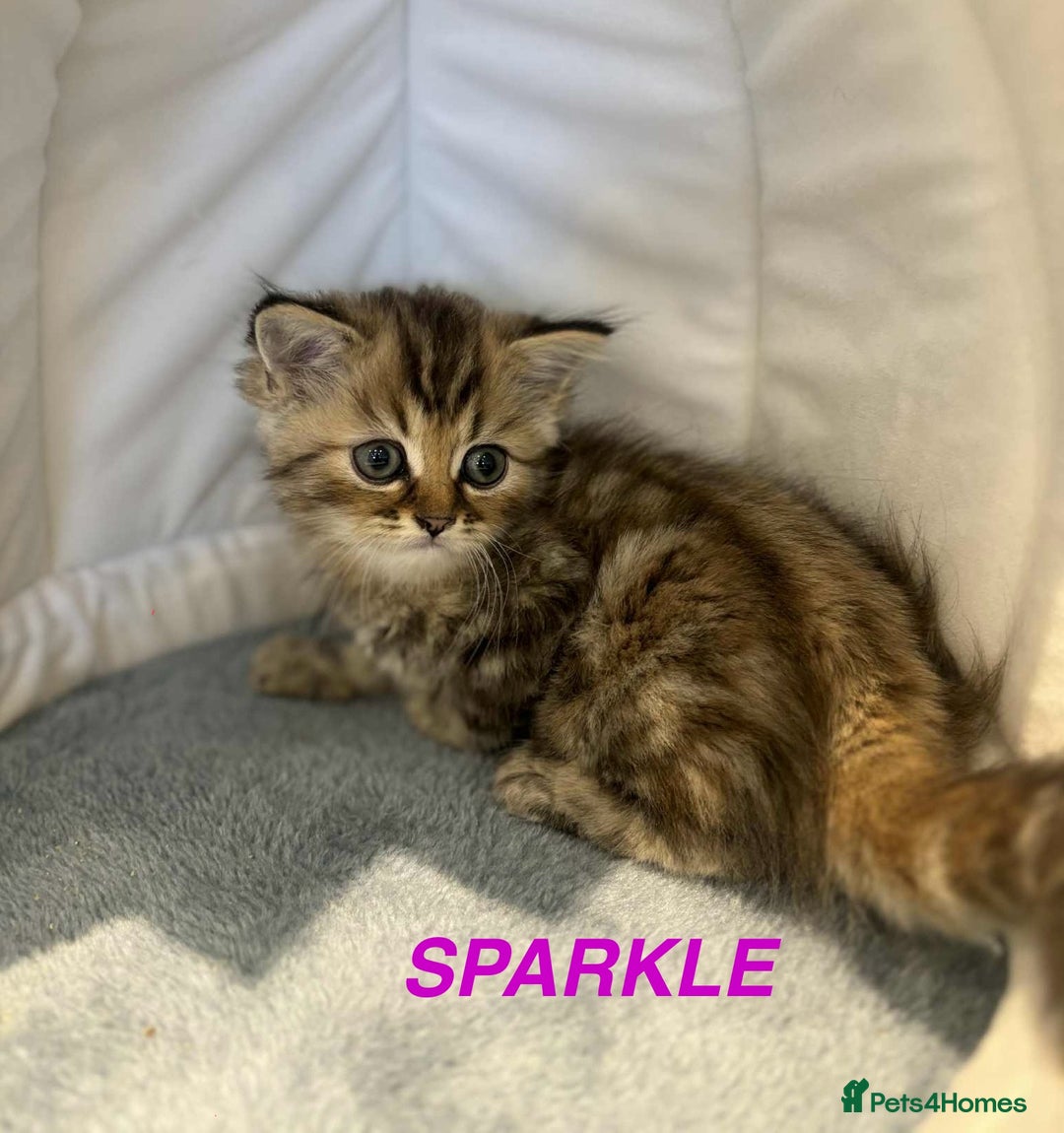 Persian cats for sale: **LAST ONE** Stunning pure Persian Kittens PKD Neg - Image 2