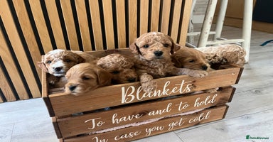 Cockapoo dogs - Advert 13