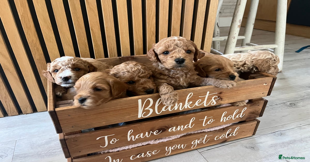 Cockapoo Beagle Poodle Mix Cockapoo (English) Bundle – Canine