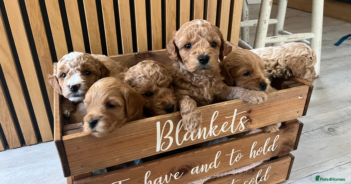 Cockapoo Beagle Poodle Mix Cockapoo (English) Bundle – Canine