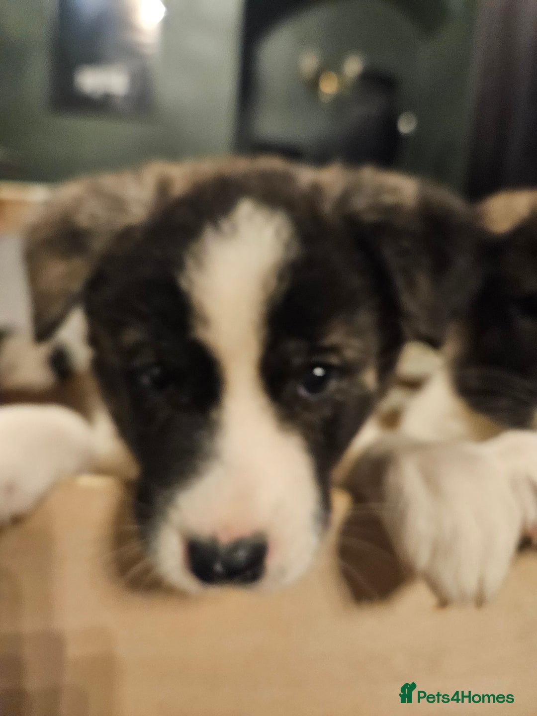 Akita dogs for sale: Beautiful Akita puppies - Advert 26