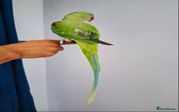 Parrots birds for sale: Beautiful hand reared alexandrine parrot for sale. - Image 6