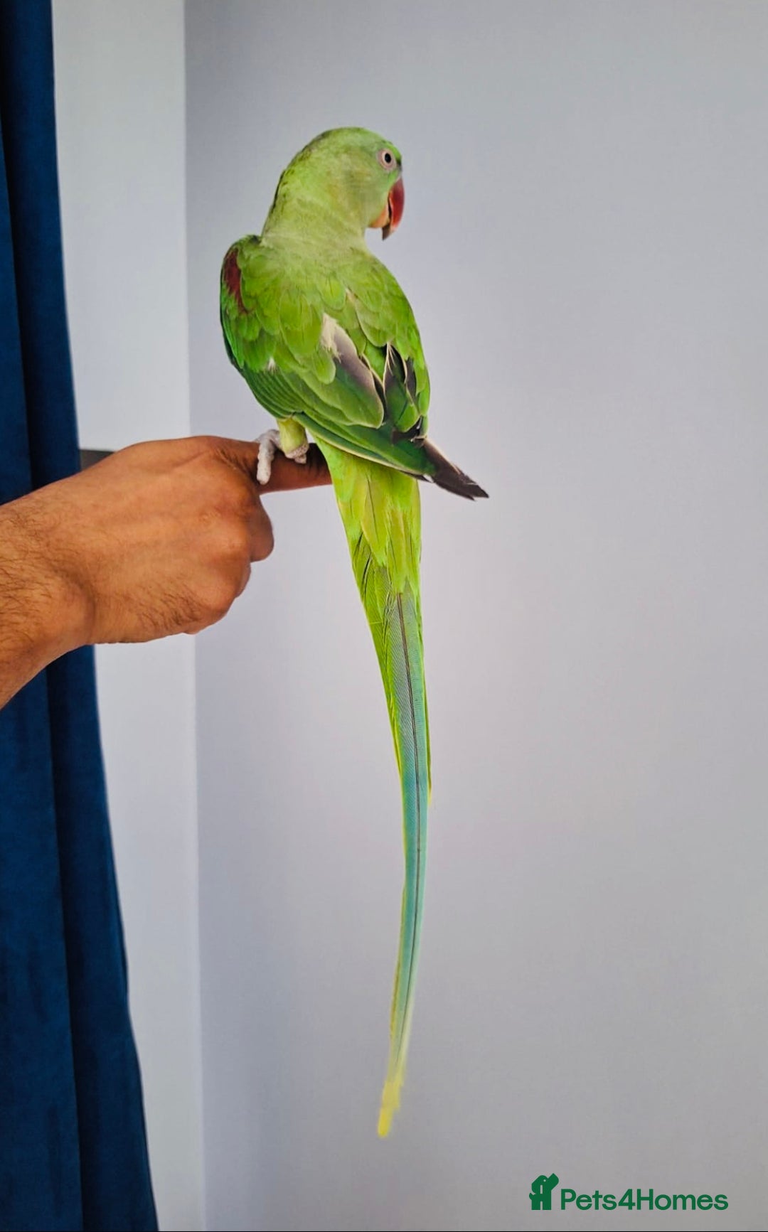 Parrots birds for sale: Beautiful hand reared alexandrine parrot for sale. - Image 6