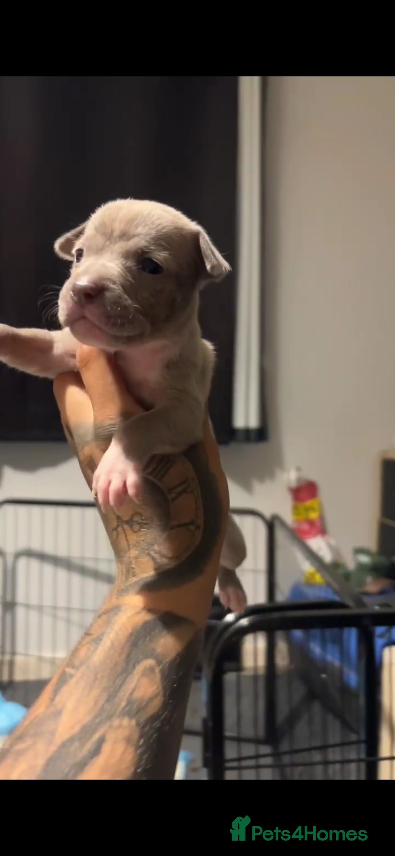 Mixed Breed dogs Staffy x bully  - Advert 3