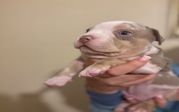 American Bully dogs for sale: Beautiful litter of pocket bullies  - Image 5
