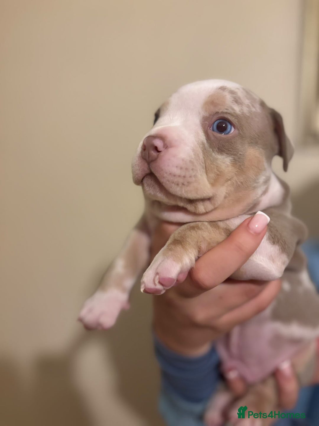 American Bully dogs for sale: Beautiful litter of pocket bullies  - Image 5