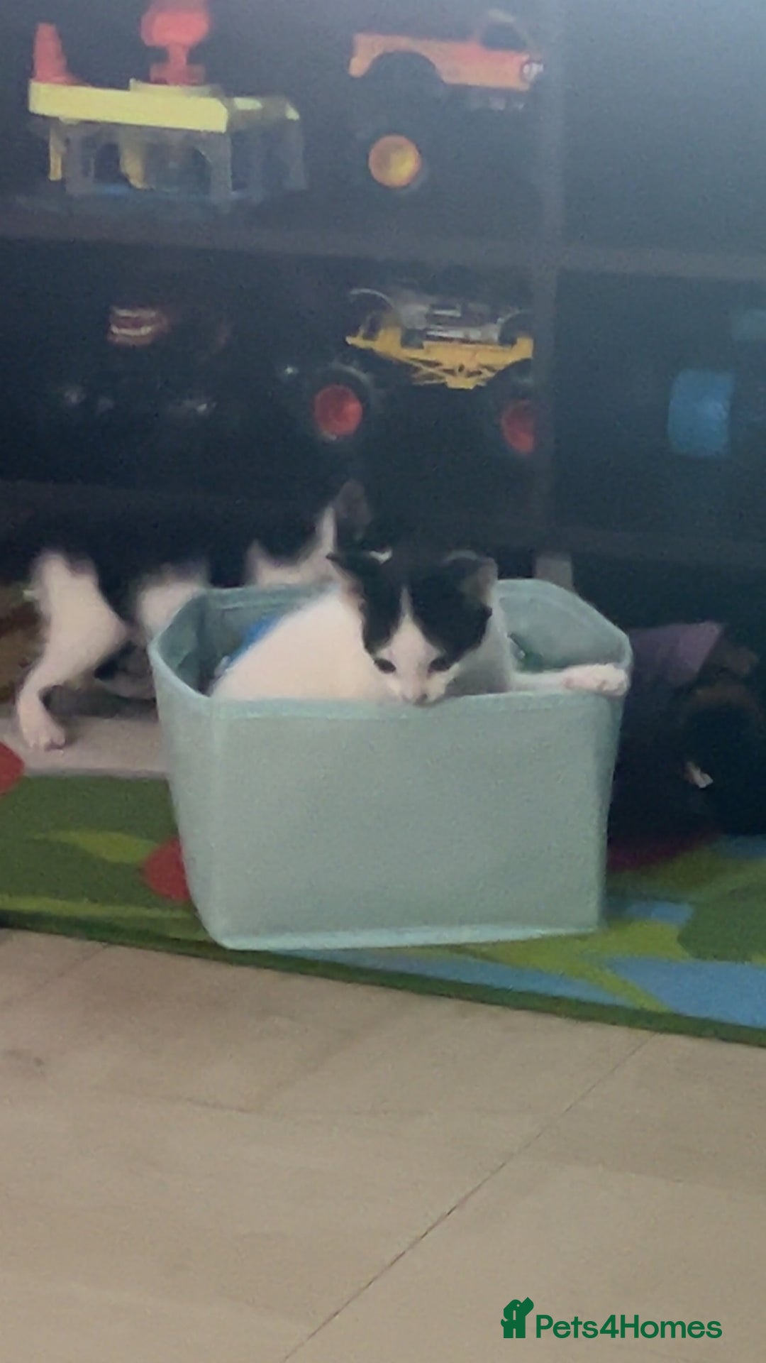 Domestic Shorthair cats for sale: Shadow and mickey - Image 9