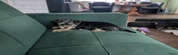 Yorkshire Terrier dogs for sale: 4 puppies for sale! - Advert 2