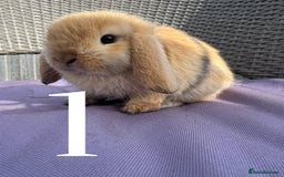 Mini Lop rabbits for sale: 5 Mini Lop baby rabbits ready 17th SEPT - Image 4