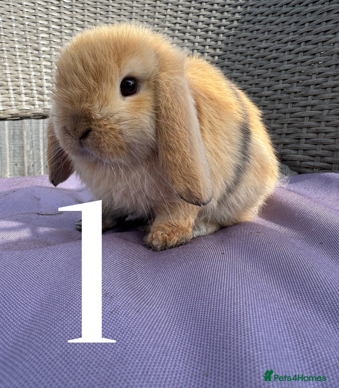 Mini Lop rabbits for sale: 5 Mini Lop baby rabbits ready 17th SEPT - Image 4