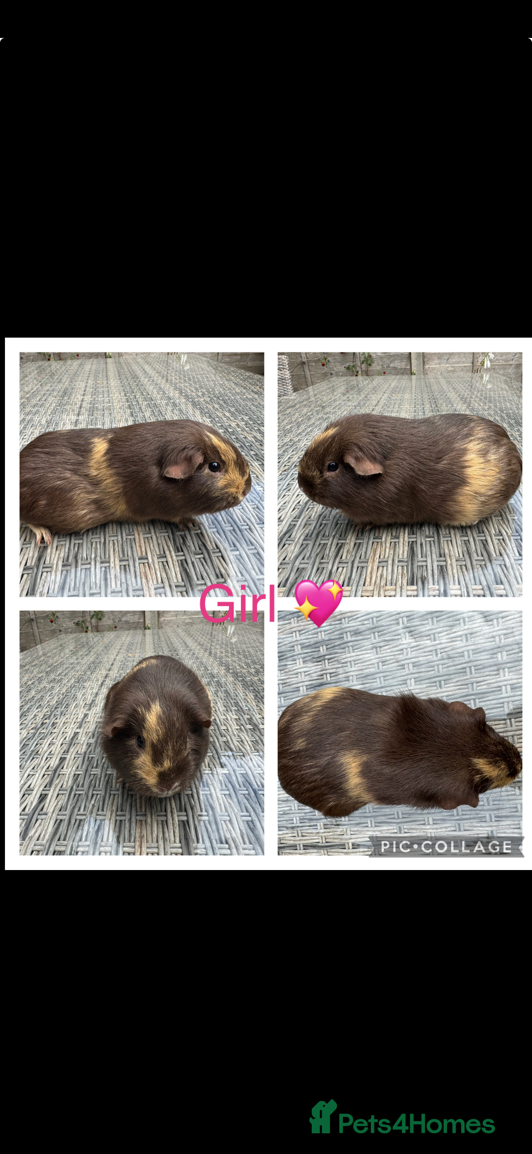 Guinea Pig rodents for sale: Female & Male Guinea pigs 👀 for new laps 🥰 - Advert 7