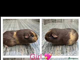 Guinea Pig rodents Female & Male Guinea pigs 👀 for new laps 🥰 - Advert 13