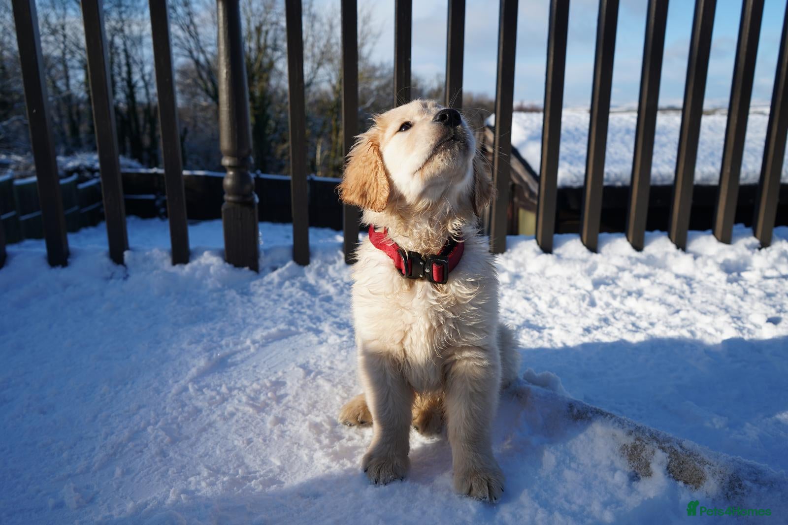 Golden Retriever dogs KC Fully Trained Golden Retriever Puppies - Advert 3