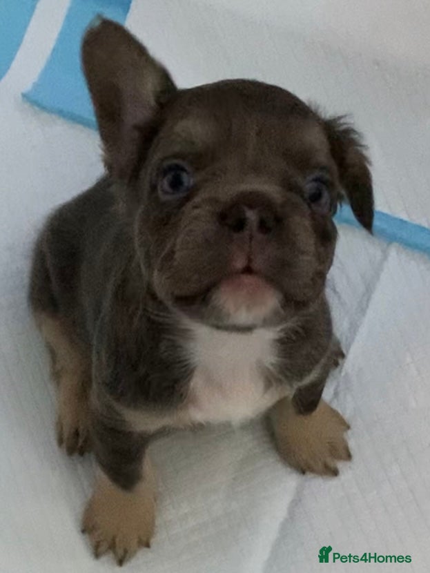 French Bulldog dogs Isabella fluffy  **  french bulldogs - Advert 18