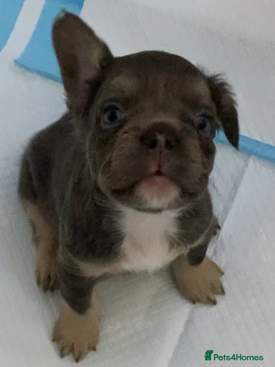 French Bulldog dogs for sale: Isabella fluffy  **  french bulldogs - Advert 1
