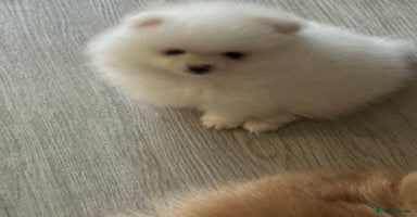 Pomeranian dogs - Advert 16