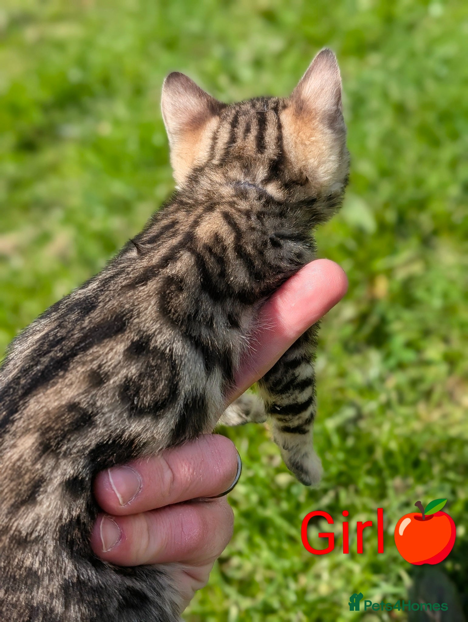 Bengal cats TICA Glitter Bengals|High Contrast|Health tested ✨ - Advert 2