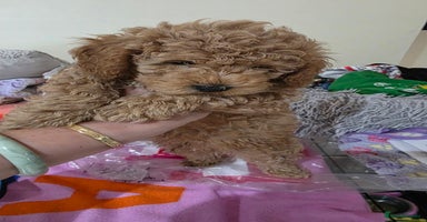 Maltipoo dogs - Advert 3